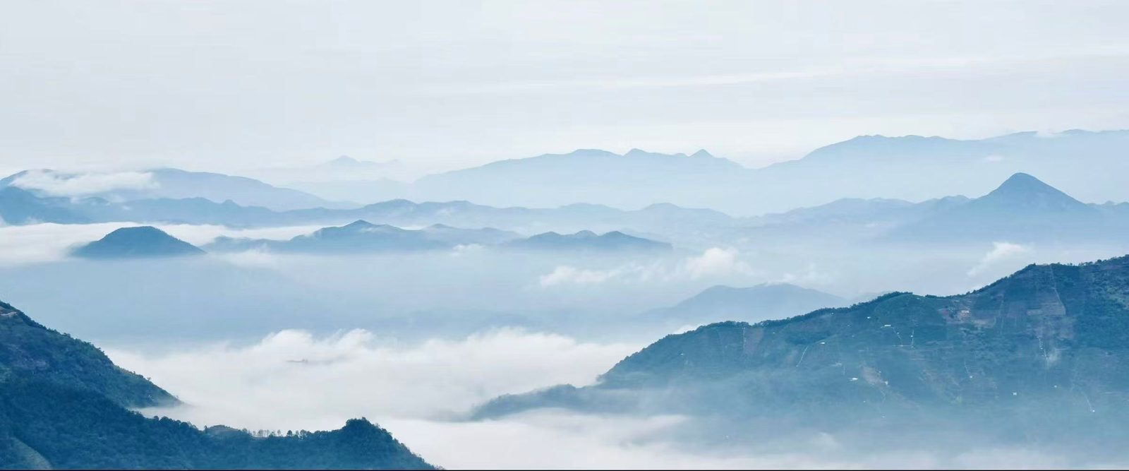 云雾缭绕的凤凰山茶园