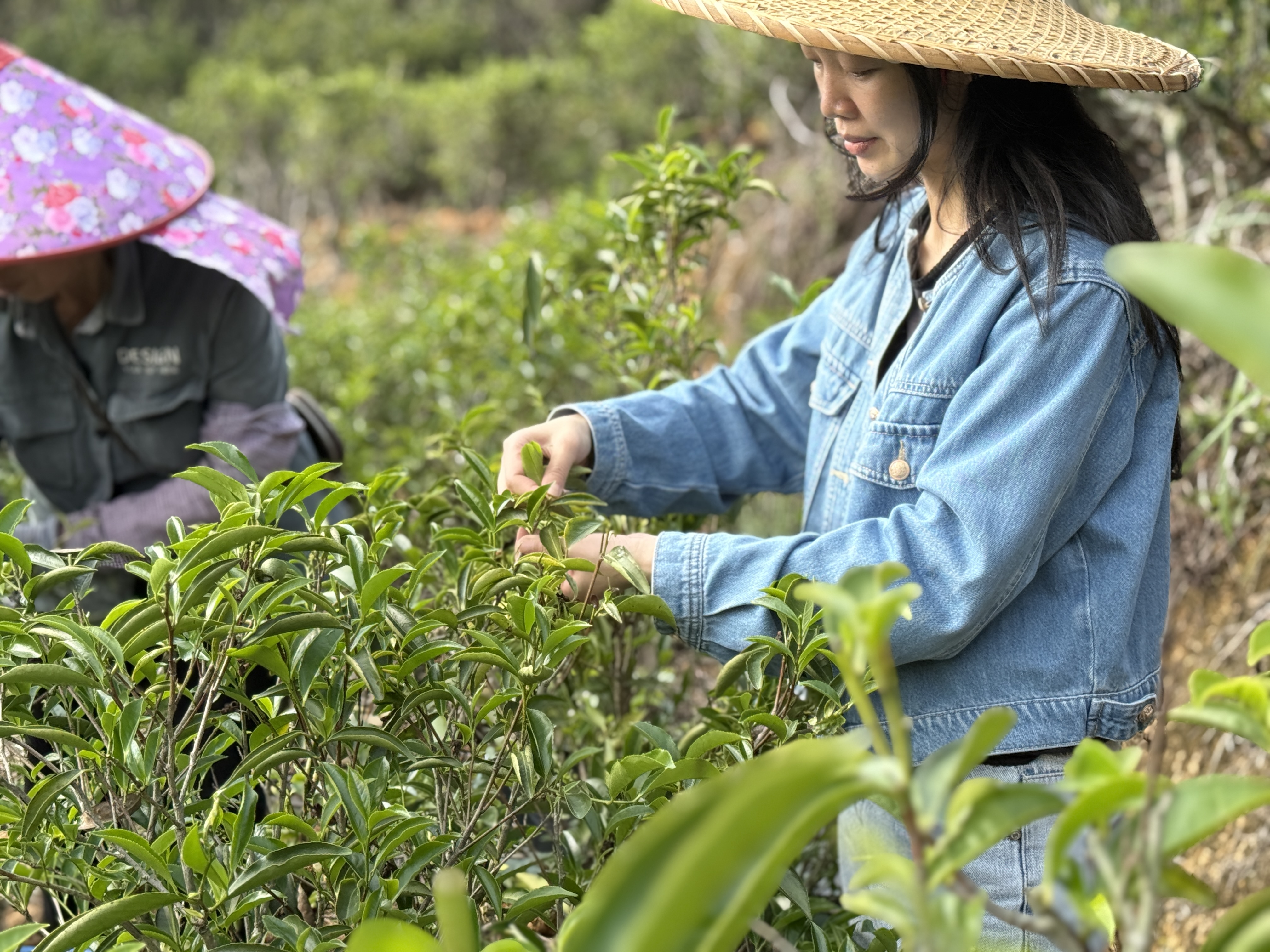 凤凰山采茶